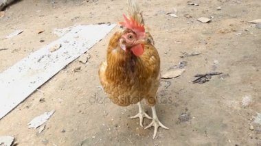 4k yakın çekim tavuk yeryüzünde yürüme kadar ortam ses ile kırsal yer 