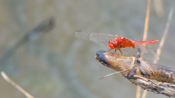 4K Close up tiro libélula na natureza lugar da Ásia tropical com chuva e som ambiente — Vídeo de Stock