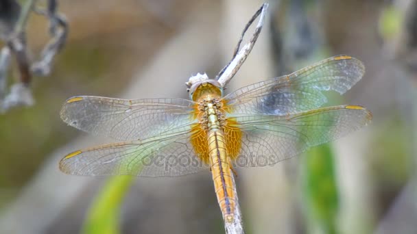 4k Nahaufnahme erschossen Libelle in der Natur Ort des tropischen Asiens — Stockvideo