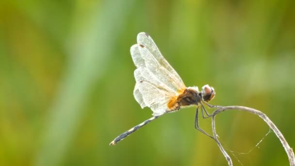 4K Primer plano libélula en la naturaleza lugar de Asia tropical con la lluvia y el sonido ambiente — Vídeos de Stock