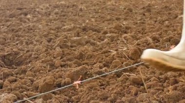 4k yakın çekim çiftçi üzerinde Mısır Dikim kadar kuru tropikal bir yerde eski yöntemle zemin ülke 