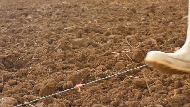 4 k 近くにトウモロコシを植える農夫のショットを乾燥熱帯の場所に古い法による地盤の国 — ストック動画