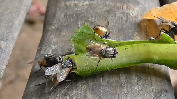 4K Gros plan bug mouche Transporteur de maladies contagieuses avec son ambiant — Video