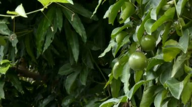 4 k taze olgunlaşmamış tutku meyve doğa Wood yüksek vitamin ve beslenme organik tropikal meyve kopya alanı ile en iyi sağlık gıda için