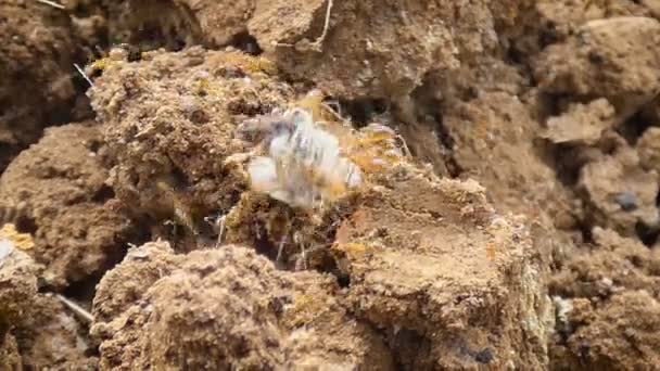 4k Nahaufnahme Teamwork von Ameise bewegt toten Käferkörper auf trockenem Land — Stockvideo