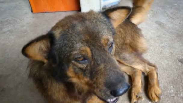 4K Close застрелил старую тайскую собаку на бетонном полу — стоковое видео