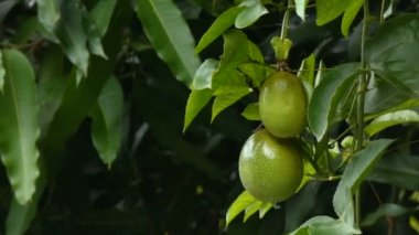 4 k taze olgunlaşmamış tutku meyve doğa Wood yüksek vitamin ve beslenme organik tropikal meyve için en iyi sağlık gıda