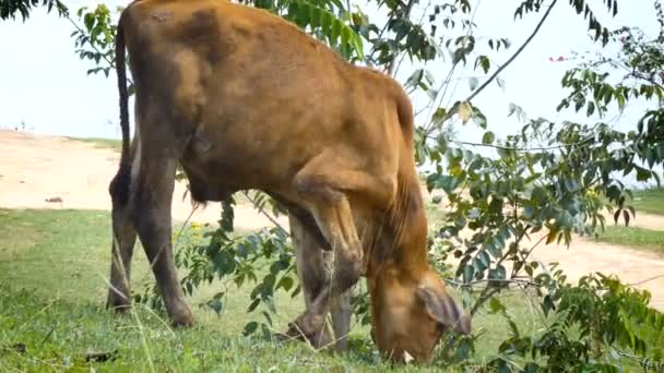 4K Pequena vaca comendo grama comida na natureza lugar da Ásia tropical com som ambiente — Vídeo de Stock