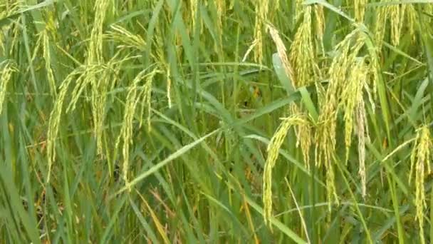 4 k regen druppel op groene verse rijst op het gebied van de rijst met ambient geluid — Stockvideo