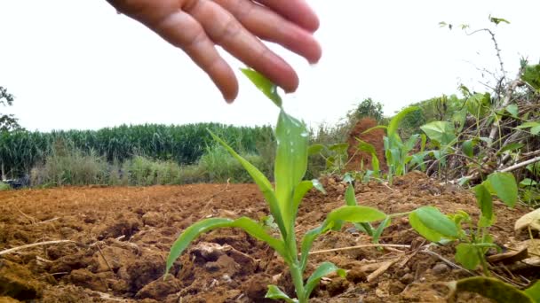 Close-up shot handen van vrouw stromende water aan de kleine plant verse maïs op grond van het droge land — Stockvideo