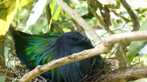 4К Птица на ветке натурального дерева — стоковое видео