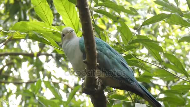 4K L'oiseau sur la branche de l'arbre naturel 