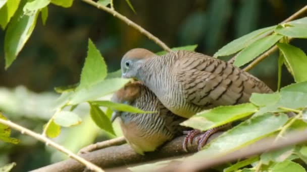 4K Pássaro de casal pomba na árvore natural — Vídeo de Stock