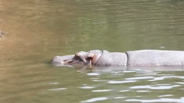 4K mammifère Hippopotame animal dans la rivière naturelle 