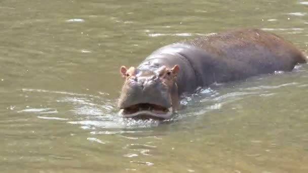 4K mammifère Hippopotame animal dans la rivière naturelle 