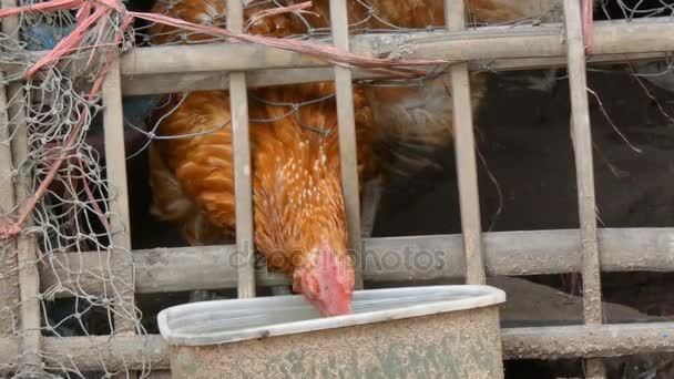 Nahaufnahme Erschossen Huhn Essen Ländlichen Bauernhof Mit Umgebungsgeräuschen — Stockvideo