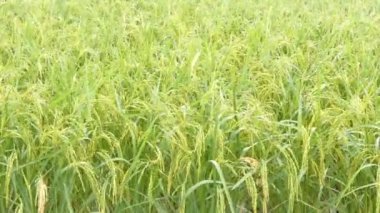 ortam ses ile pirinç alanında yeşil taze pirinç 4 k yağmur damlası
