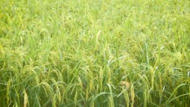 ortam ses ile pirinç alanında yeşil taze pirinç 4 k yağmur damlası