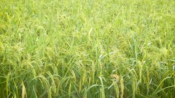 Gota Lluvia Sobre Arroz Verde Fresco Campo Arroz Con Sonido — Vídeos de Stock