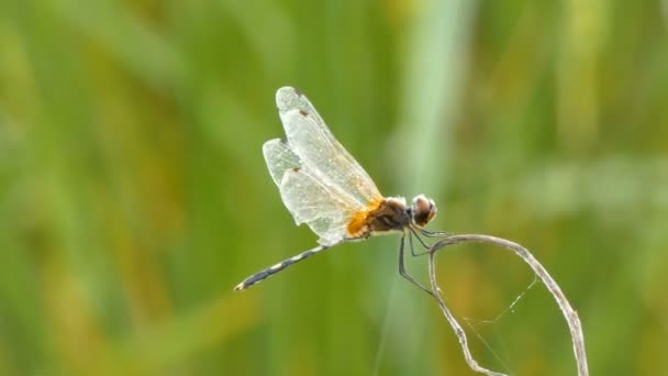 Nahaufnahme Angeschossene Libelle Der Natur Tropischen Asien — Stockvideo