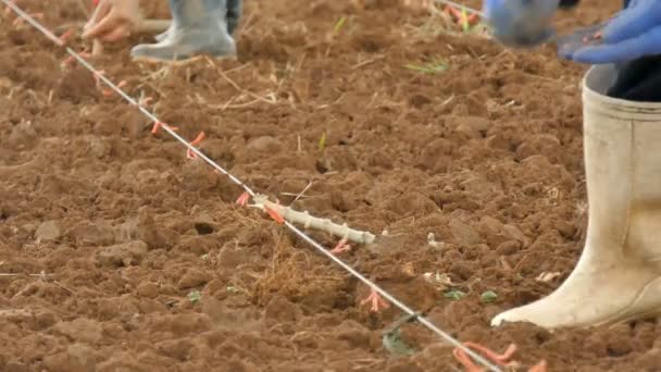 乾燥した国の古い方法によって熱帯の場所で地面にトウモロコシを植える農夫のショットを閉じる — ストック動画