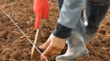 Dikim Mısır kuru ülke tropikal bir yerde eski yöntemle zemin üzerinde atış çiftçi kapatın