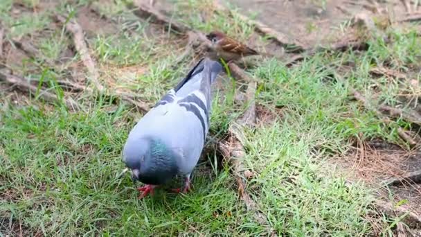 周囲の音と自然の地面の上を歩く鳩鳥鳩 — ストック動画