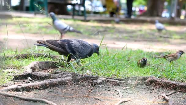 Dove Pigeon Fågel Promenader Grund Naturen Med Omgivande Ljud — Stockvideo