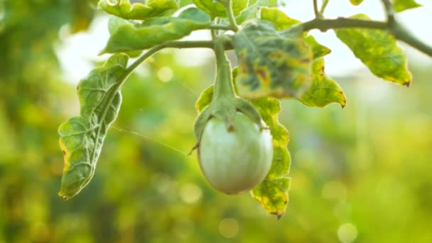 Verdure Fresche Melanzane Verdi Sulla Pianta Fondo Acqua Che Cade — Video Stock