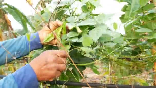 Die Hände Der Bauern Ernten Frisches Grünes Gemüse Auf Dem — Stockvideo