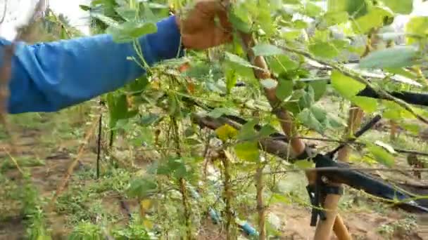 农民在农村农场收获新鲜青菜的手 — 图库视频影像