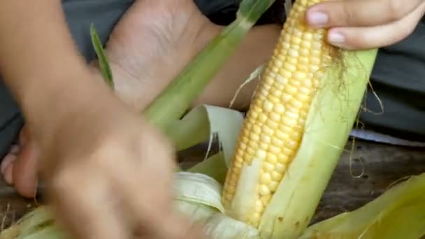 Close Shot Handen Van Vrouw Peeling Van Verse Rauwe Suikermaïs — Stockvideo