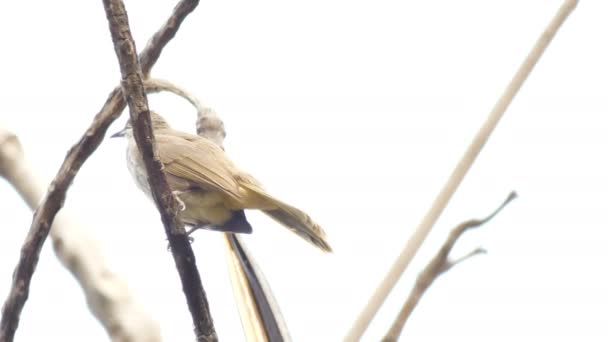 Птах Гілці Дерева — стокове відео