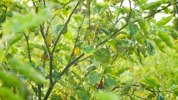Légume vert de ferme fraîche avec chute d'eau de source 