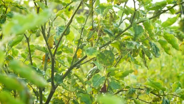 Planta Verde Fazenda Fresca Vegetal Com Água Nascente Caindo — Vídeo de Stock