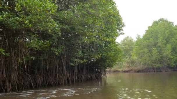 Mangrovebos Aan Riviermonding Conserve Zee Natuur Milieu — Stockvideo