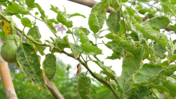 Dolly Csúszka Nyers Padlizsán Labdát Növény Természet Farm Friss Zöldség — Stock videók