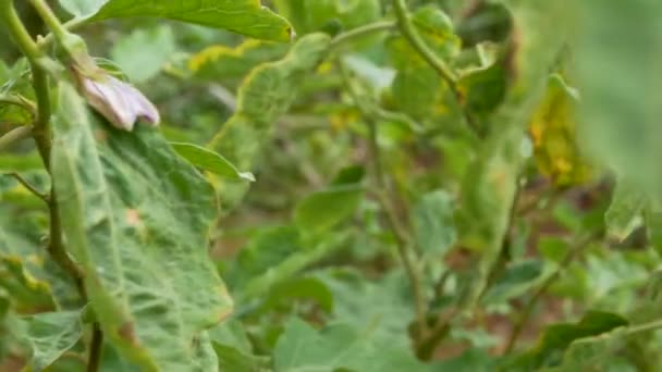 Dolly Schieberegler Rohe Auberginenkugel Auf Der Pflanze Der Natur Bauernhof — Stockvideo