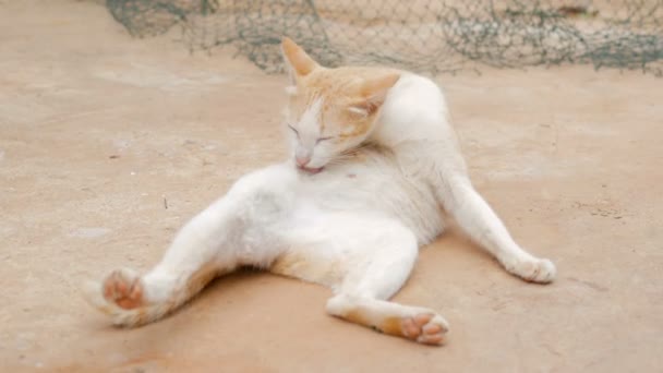 Katten Bor Landsbygden Thailand — Stockvideo