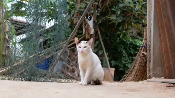 Gatto Che Vive Nella Campagna Della Thailandia — Video Stock