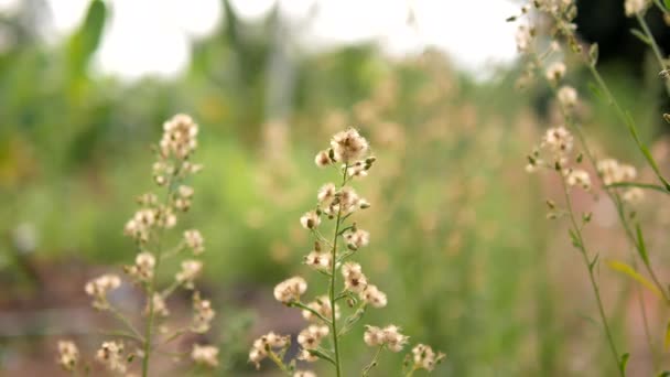 Dolly Diapositiva Seca Flor Pequeña Blanca Lugar Naturaleza — Vídeo de stock