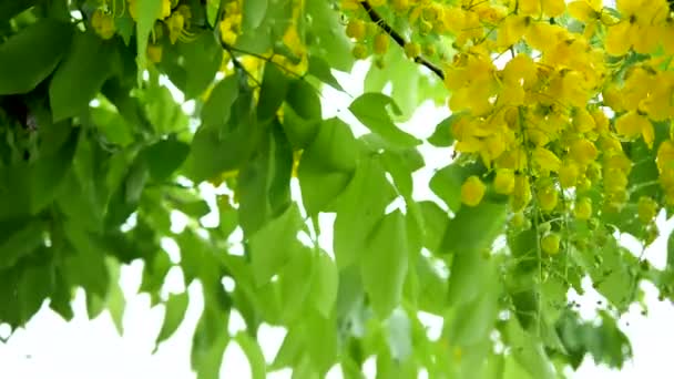 Frische Goldene Duschblume Mit Regennassem Baum Der Vom Wind Geblasen — Stockvideo