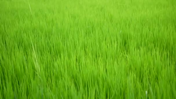 Dolly Suwak Świeże Zielone Ryż Roślin Gospodarstwie Pole Ryżu — Wideo stockowe