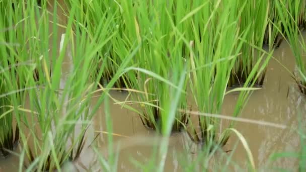 Dolly slider plante de riz vert frais dans la ferme rizicole 