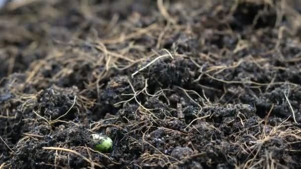 Time Lapse Nature Growing Bean Earth Ground — Stock Video