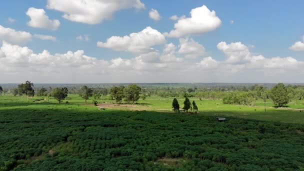 Hava Manzaralı Drone Tropikal Doğa Ağacı Ormanını Çekti — Stok video