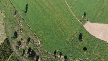 Hava manzaralı drone, tropikal doğa ağacı ormanını çekti.