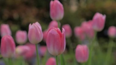 Lale tarlasında çiçek açan bir grup lale çiçeği, doğayı yakından çekerek tarlanın yüzeysel derinliğini seçer.