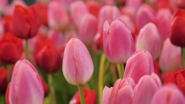 Närbild Skott Natur Grupp Blommande Tulpan Blomma Tulpan Fältet Väljer — Stockvideo