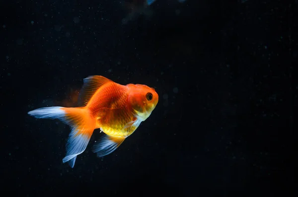 Goldfish nature beautiful fish against the dark background with — Stock Photo, Image
